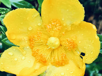 Close-up of wet yellow flower in rain