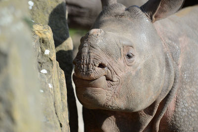Close-up of rhinoceros calf