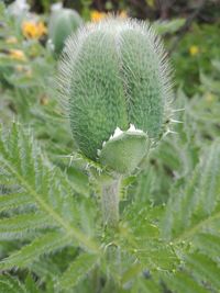 Close-up of succulent plant on field