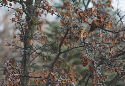 Close-up of squirrel in a tree 