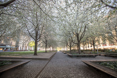 View of bare trees in park