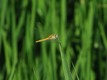 Close-up of dragonfly on grass