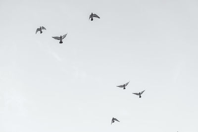 Low angle view of birds flying in sky