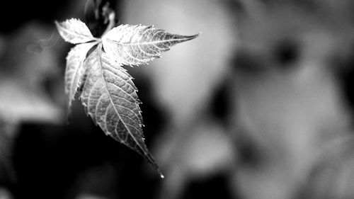 Close-up of leaves