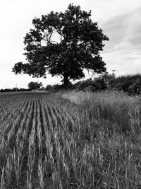 View of stalks in field against sky