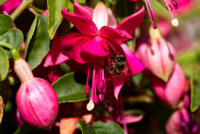 Close-up of bee pollinating on pink flower