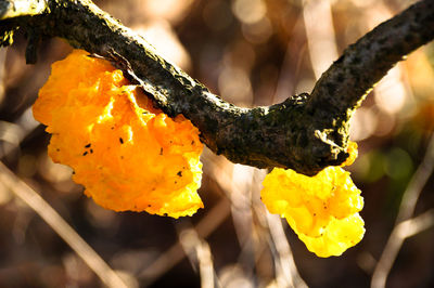 Close-up of yellow flower hanging on tree