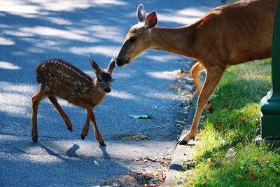 Deer standing in a horse