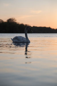 Swans at virginia water lake at sunset