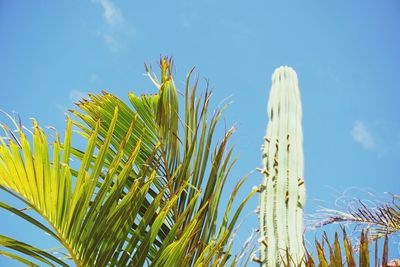 Low angle view of palm leaves against blue sky