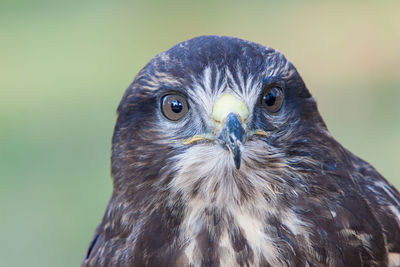 Portrait of european buzzard with sharp look