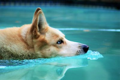 Close-up of siberian husky swimming in pool