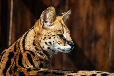 Close-up of a cat looking away