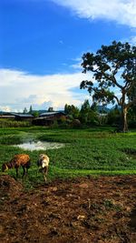 View of sheep on field against sky