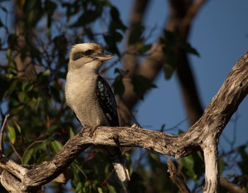 Low angle view of bird perching on branch