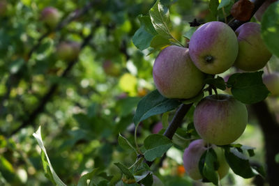 Close-up of apples on tree