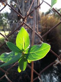 Close-up of green leaf on plant