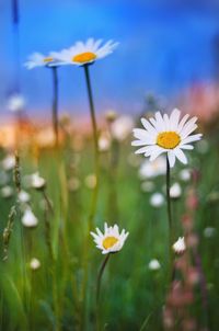 Close-up of white daisy flowers on field