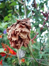 Close-up of dried flower on plant