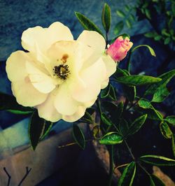 Close-up of pink flower blooming outdoors