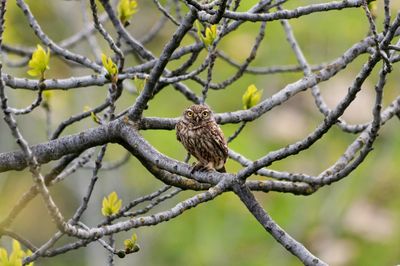 Low angle view of bird perching on tree