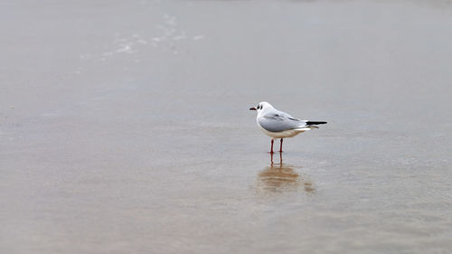 Seagull walking along sea. black-headed gull, chroicocephalus ridibundus, standing on sandy beach