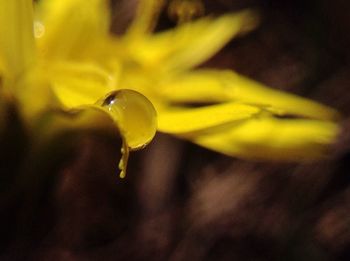 Close-up of water drops on yellow flower