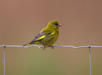 Close-up of bird perching on leaf