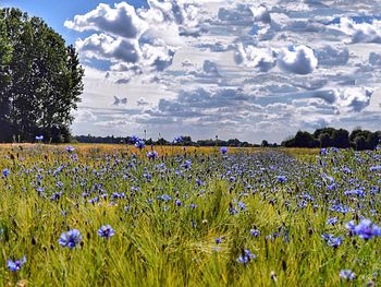 Scenic view of poppy field against sky