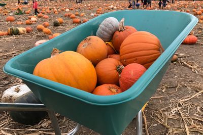 High angle view of pumpkins in container