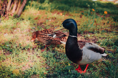 Duck on field