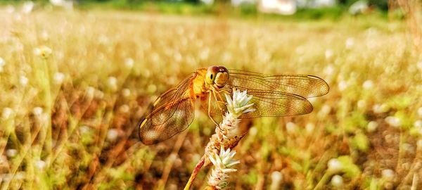 Close-up of damselfly on grass