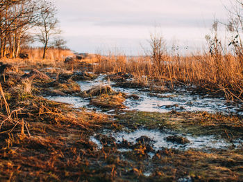 View of bare trees in forest