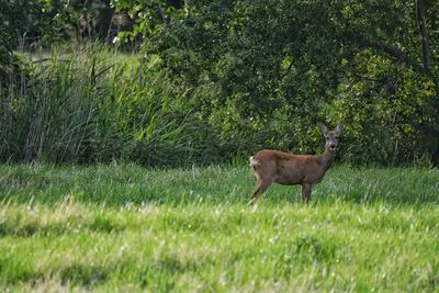Side view of deer standing on field