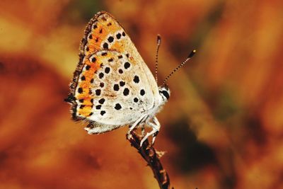 Close-up of butterfly on flower