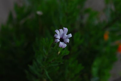 Close-up of white flowering plant