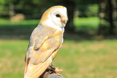 Close-up of owl perching on field