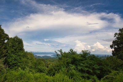 Plants growing on land against sky