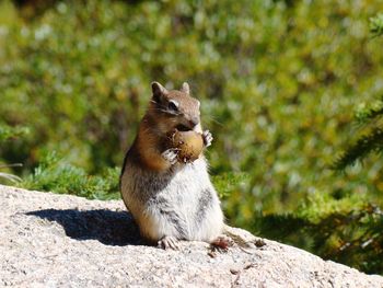 Squirrel sitting on rock