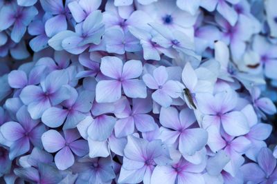 Close-up of purple flowers blooming outdoors