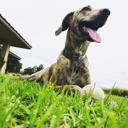 Close-up of dog on grass