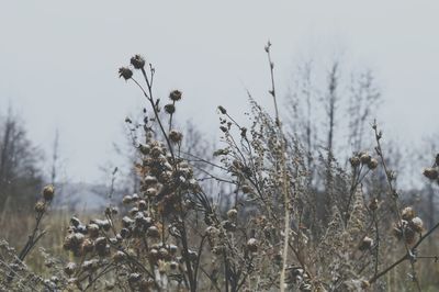 Plants and trees against sky