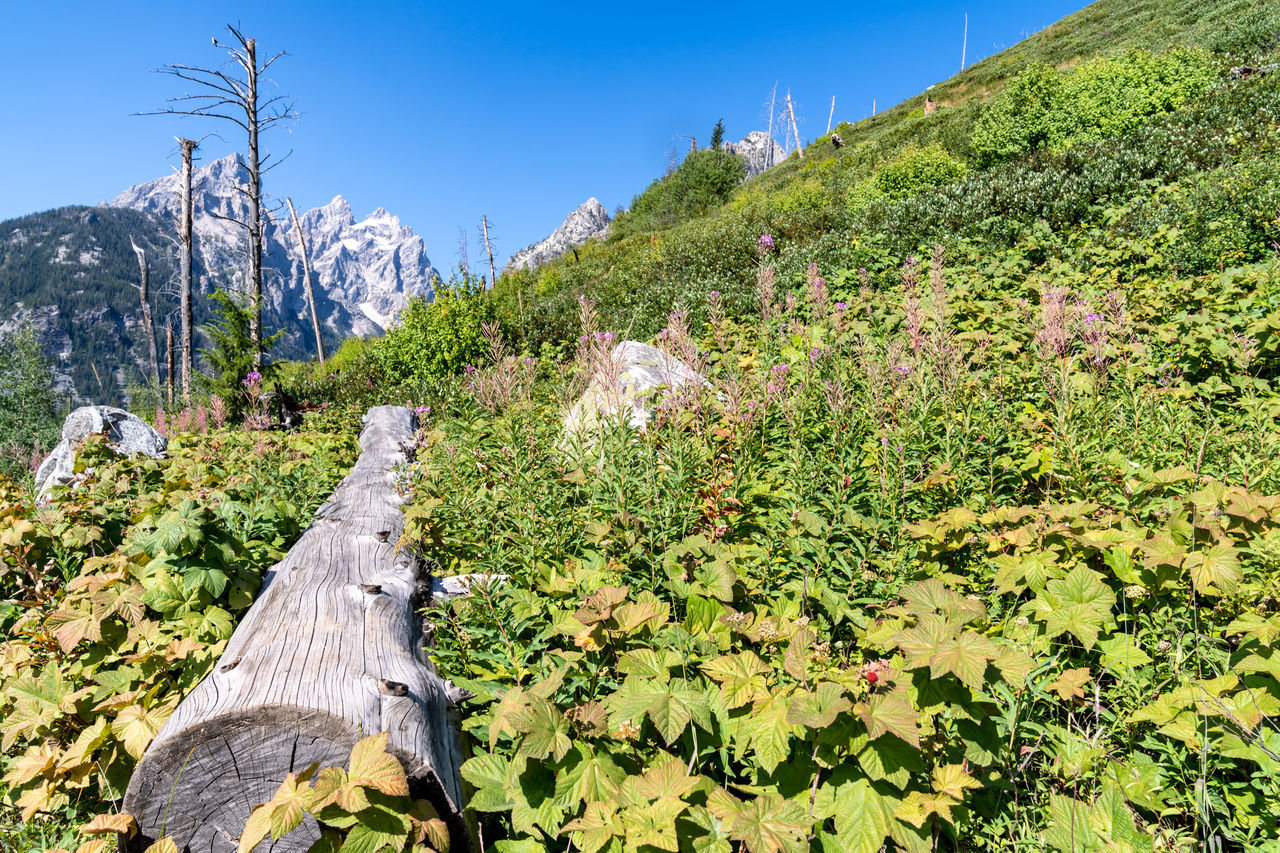 PANORAMIC SHOT OF TREES ON MOUNTAIN AGAINST SKY