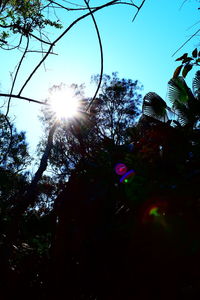 Sun shining through trees