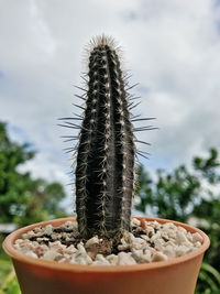 Setiechinopsis