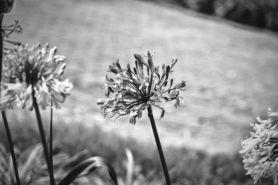 Close-up of fresh flowers blooming in field