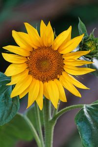 Close-up of yellow sunflower