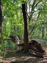 Trees in forest