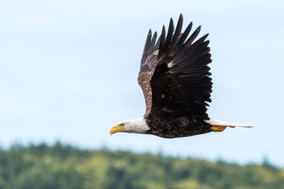 Low angle view of eagle flying against sky