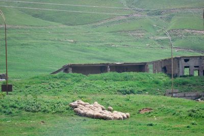 View of sheep on field